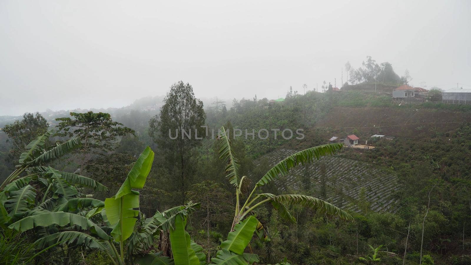 Farmland, fields with white fog, clouds Bali,Indonesia. Fog, cloud over farmland. Rural mountain landscape of fields with fence, trees.