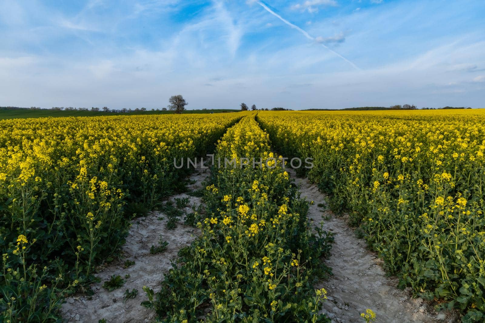 Huge field of Small yellow young colza flower with green stalks by Wierzchu