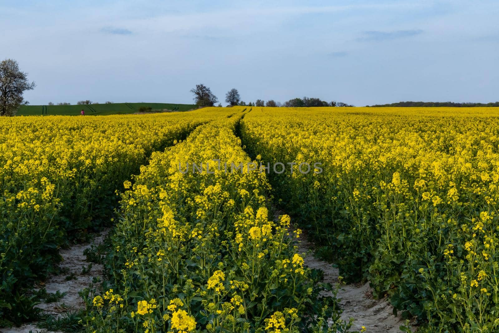 Huge field of Small yellow young colza flower with green stalks by Wierzchu