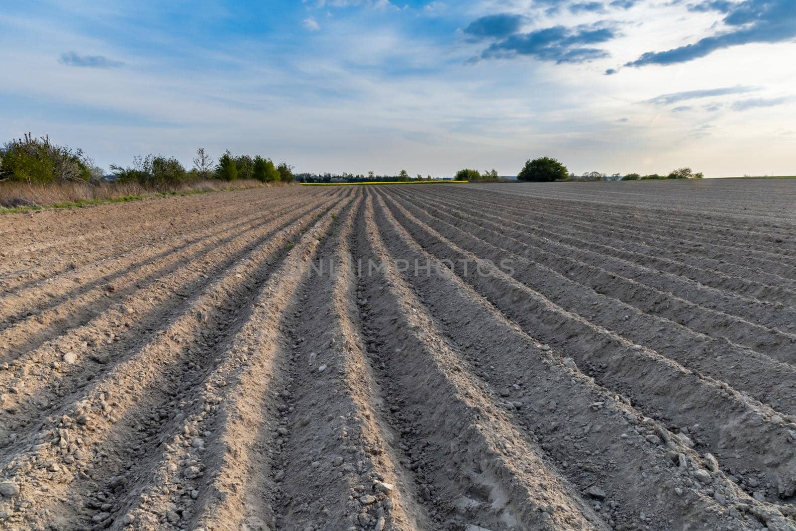 Long Tractor tracks on the harvested field by Wierzchu