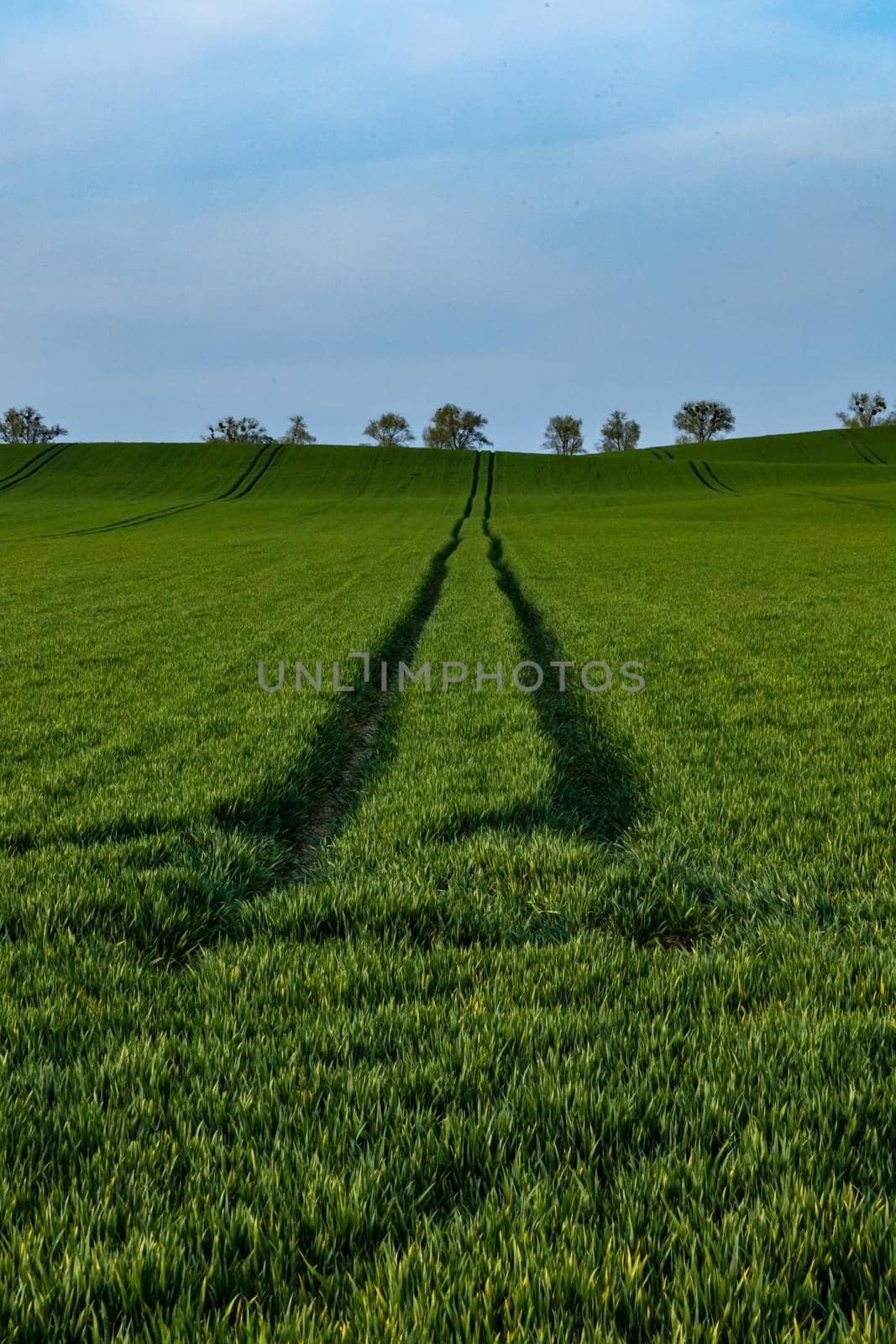 Long path between green fields to small hills with trees by Wierzchu