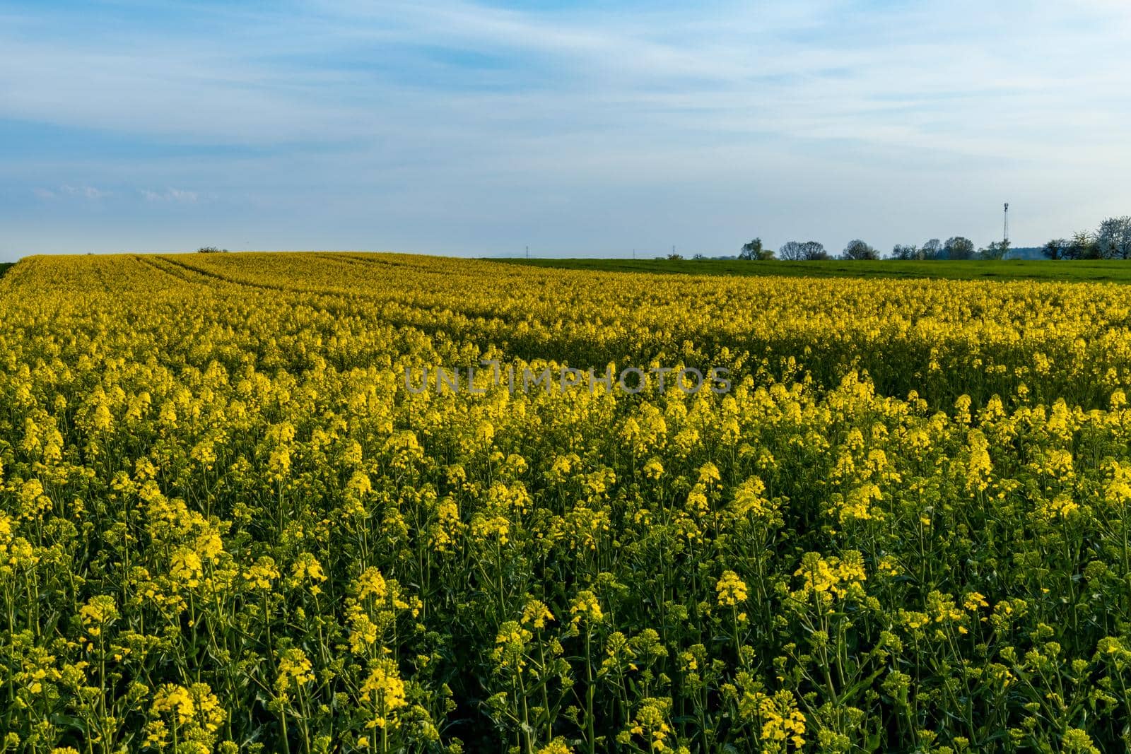 Huge field of Small yellow young colza flower with green stalks