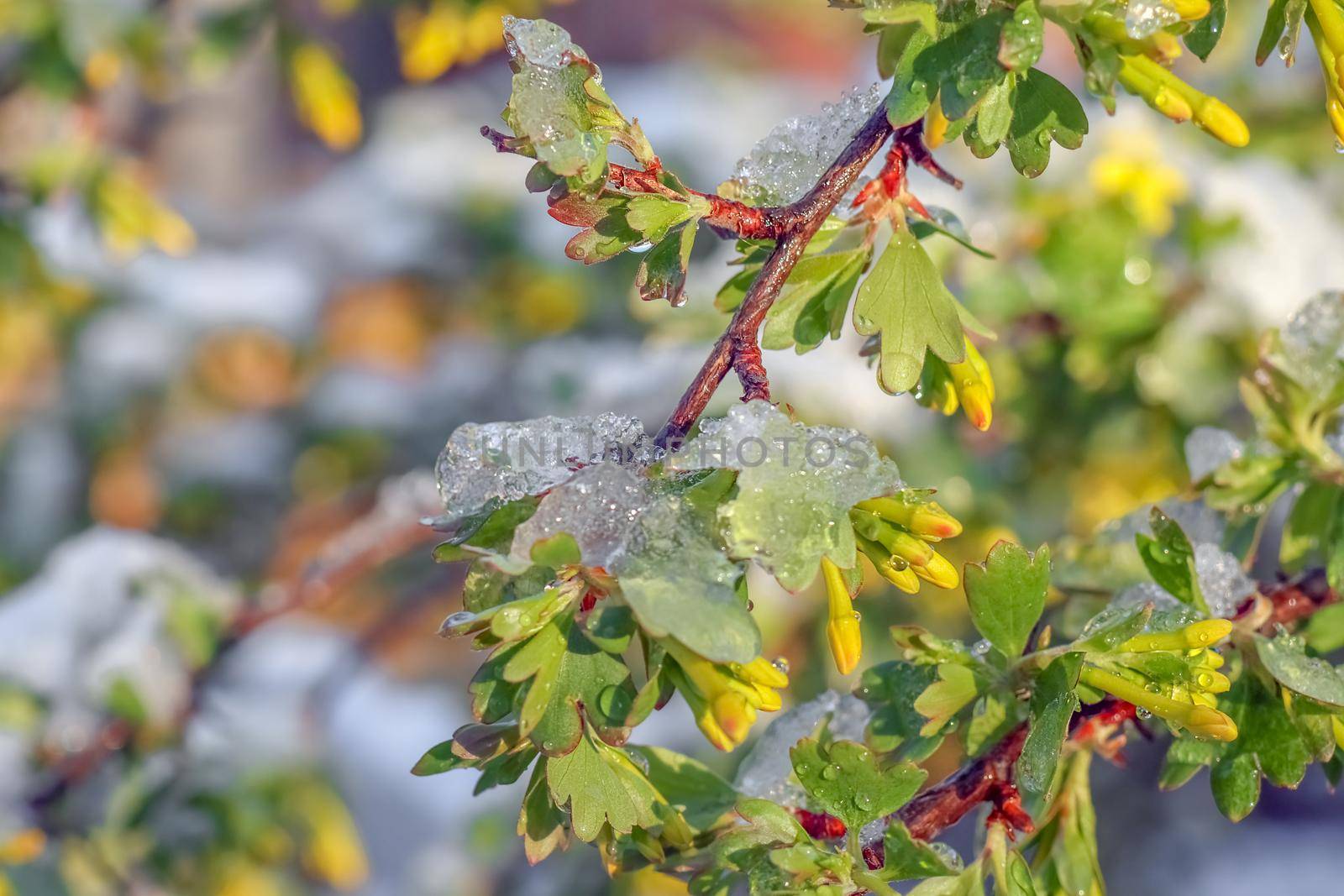 blooming tree branches with snow as background by roman112007