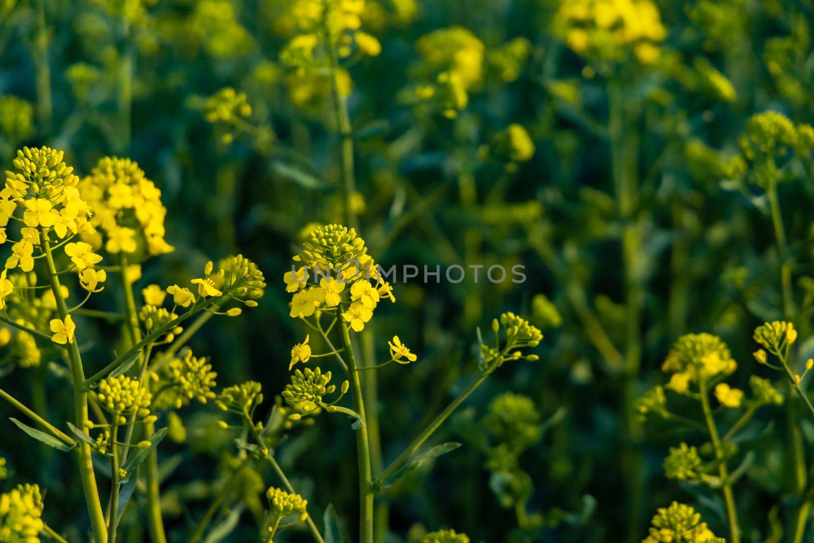 Small yellow young colza flower with green stalks