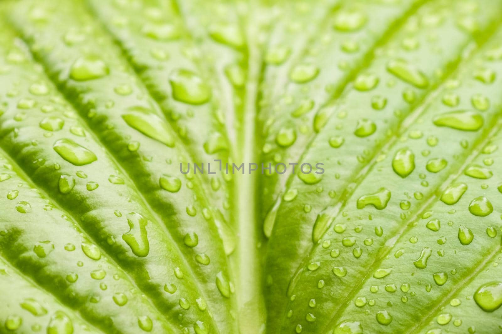 green Hosta leaf with rain drops close-up by roman112007