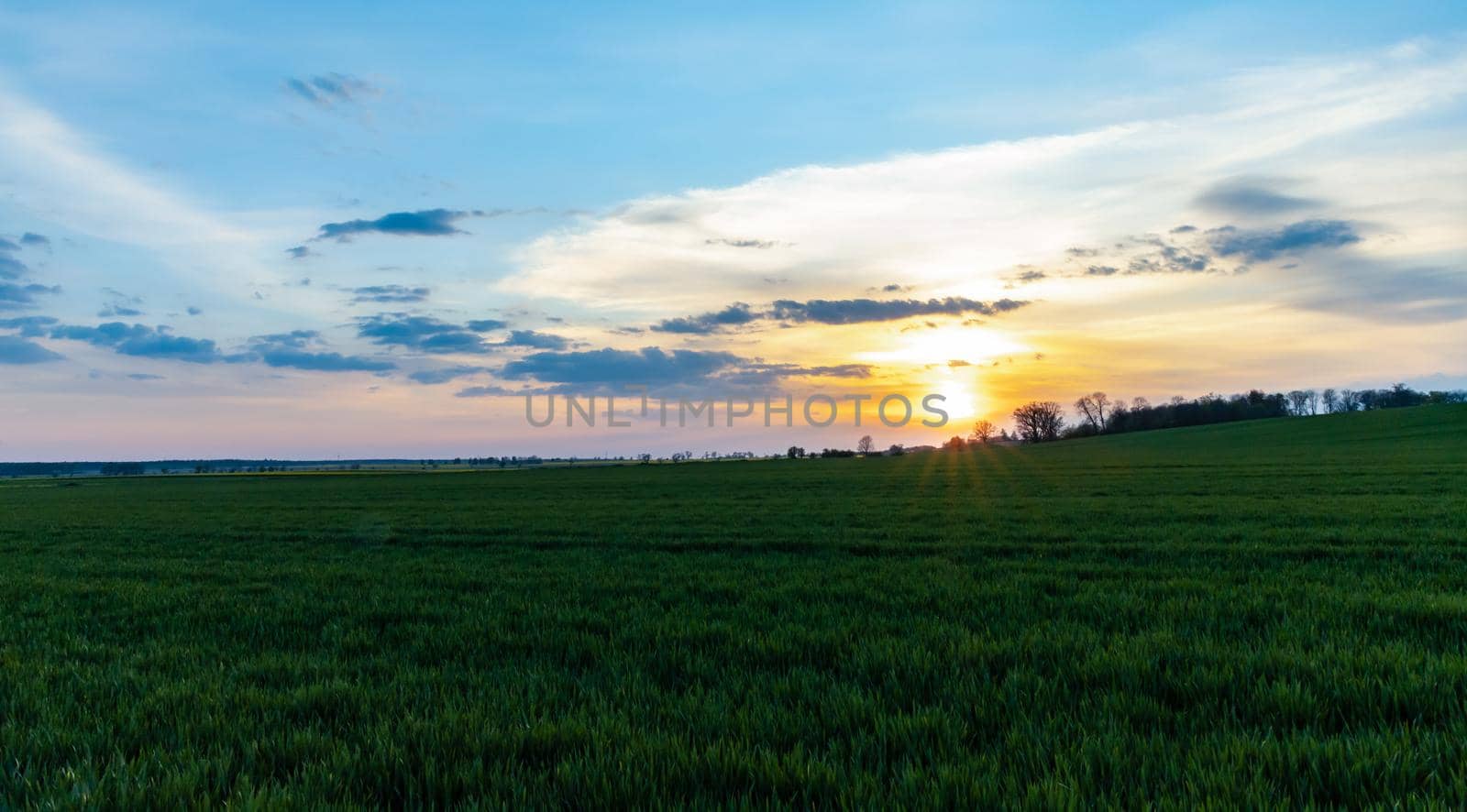 Green and yellow fields of colza at cloudy sunset