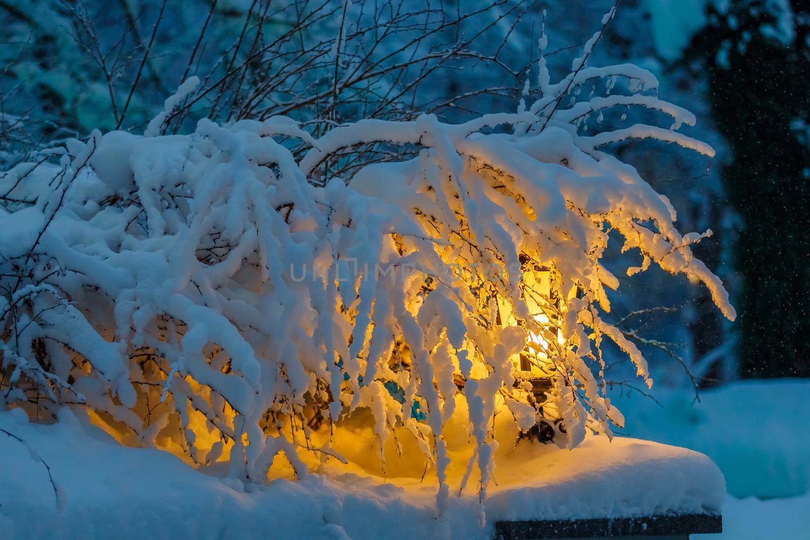 A single yellow lantern in the park is covered with the branches of a small bush covered with snow