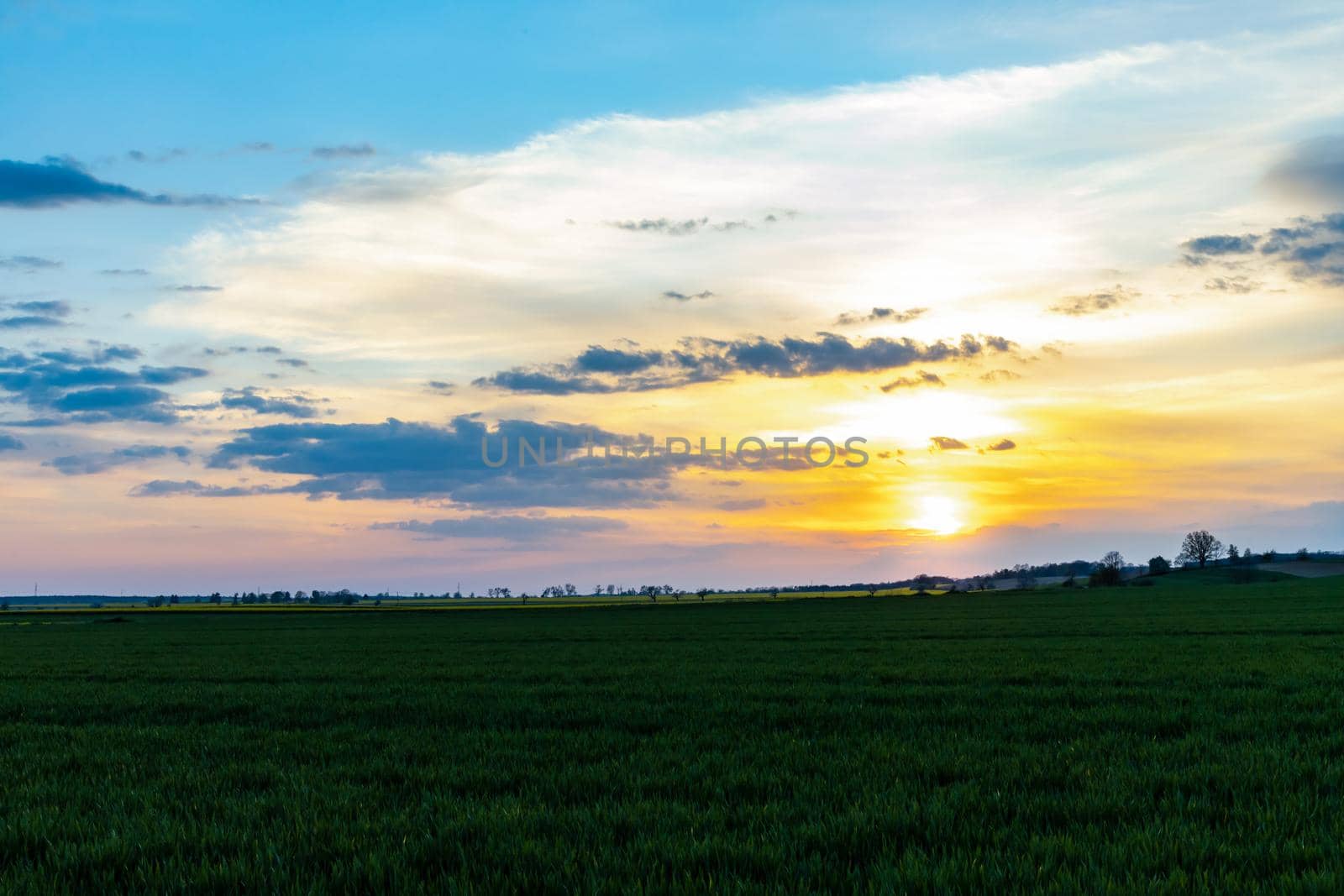 Green and yellow fields of colza at cloudy sunset by Wierzchu