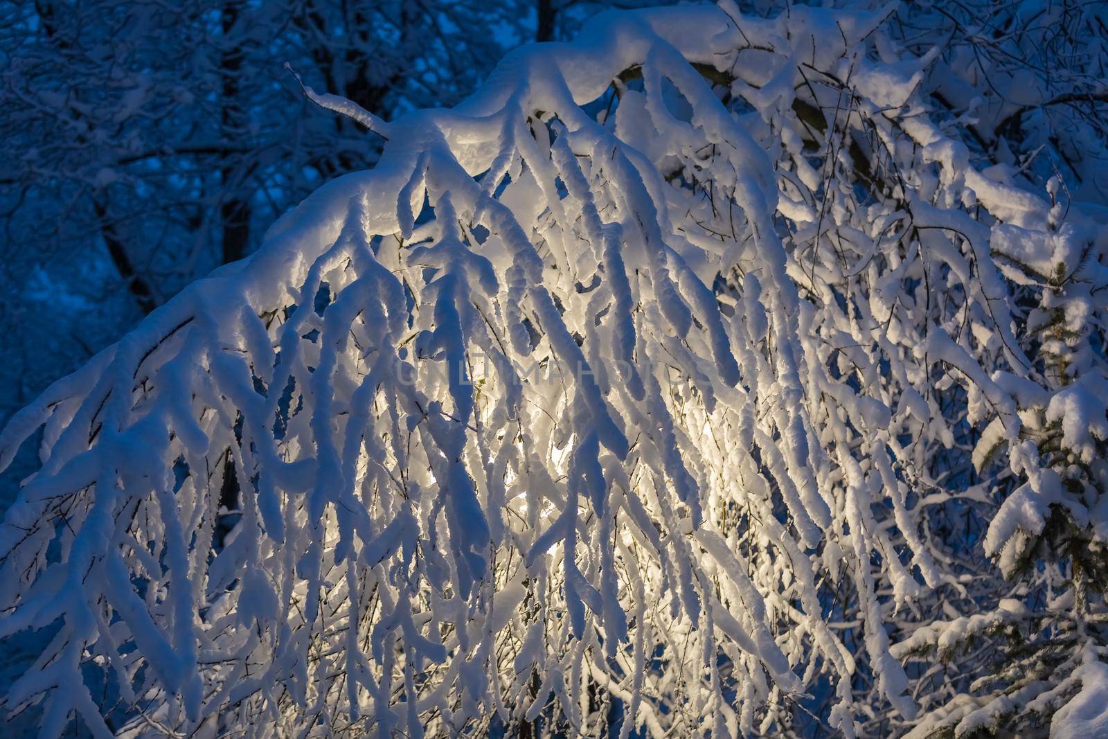 In winter, a yellow lantern shines in the park, between large, snow-covered Christmas trees. There are huge flakes of snow on the branches.