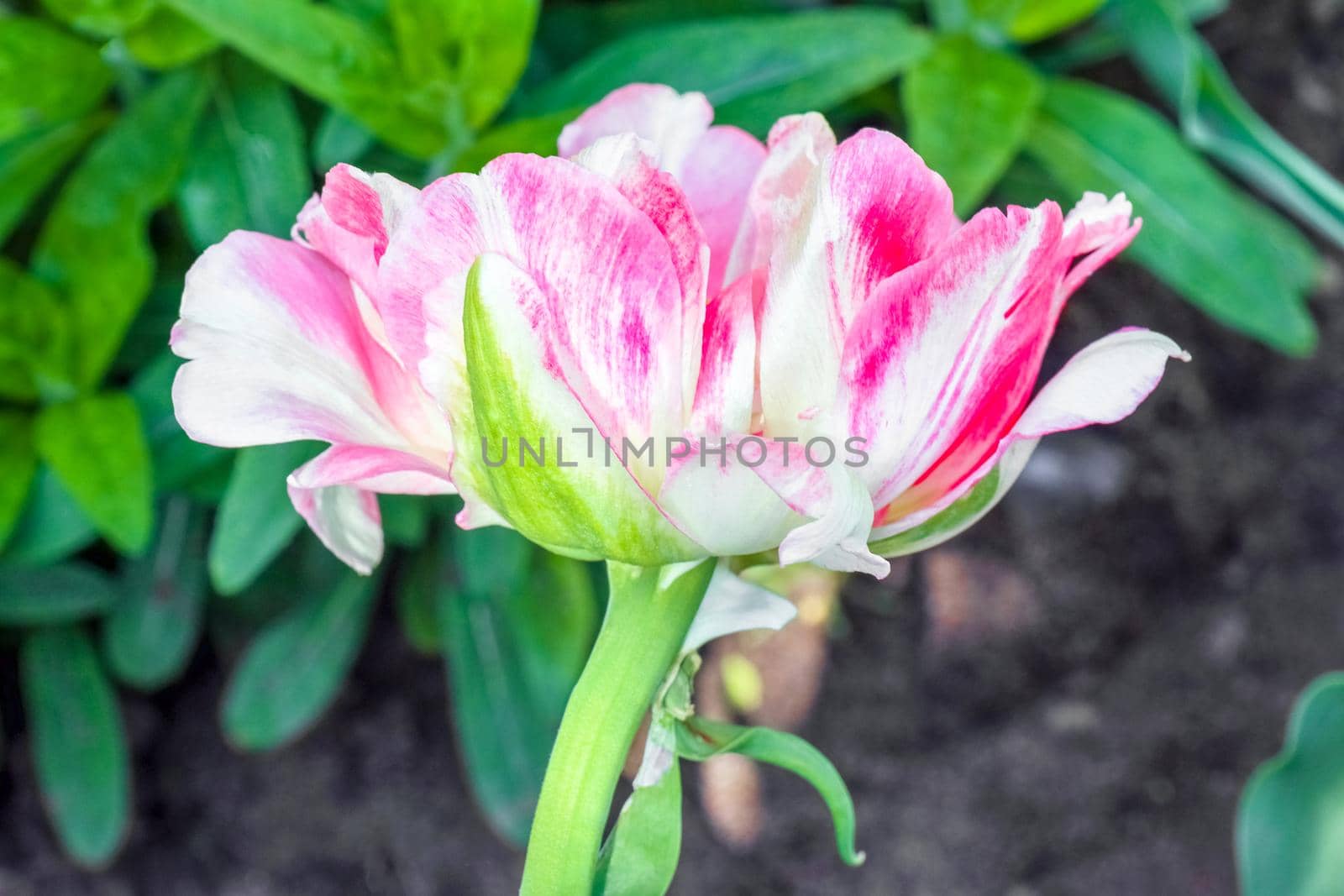 Bud of a Tulip on a beautiful background of macro. High quality photo