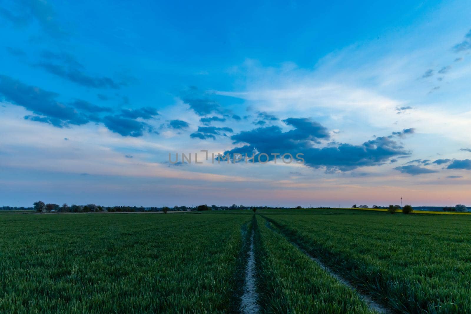 Green and yellow fields of colza at cloudy sunset