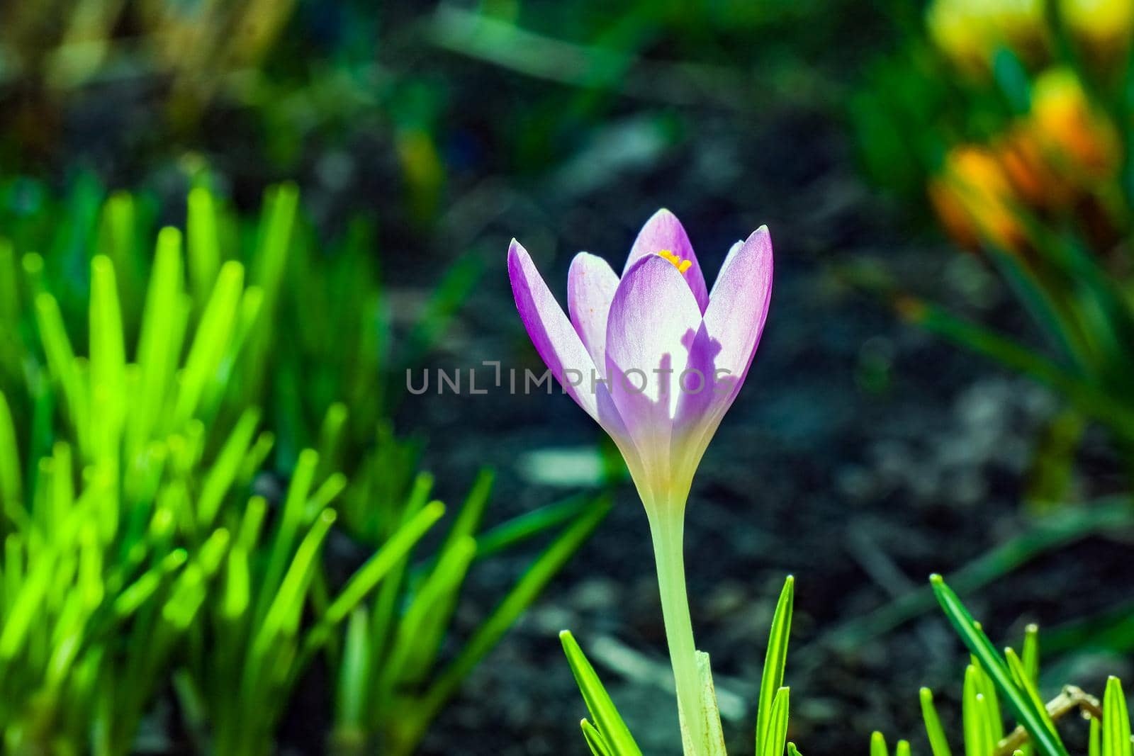 blue Crocus flower on a background by roman112007