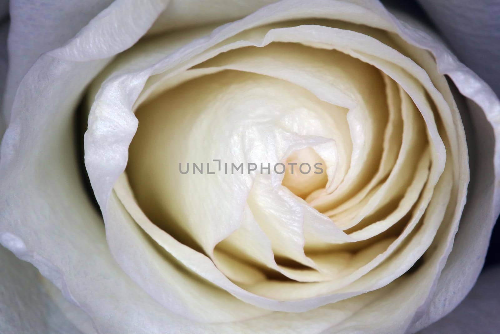 beautiful white rose Bud as a background gift by roman112007