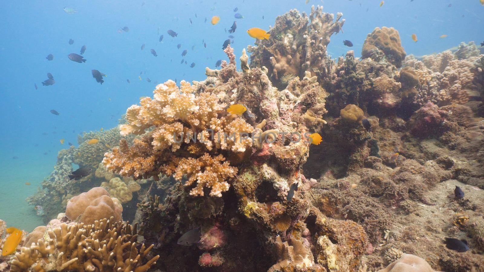Fish and coral reef. Tropical fish on a coral reef. Wonderful and beautiful underwater world with corals and tropical fish. Hard and soft corals. Diving and snorkeling in the tropical sea. Travel concept.