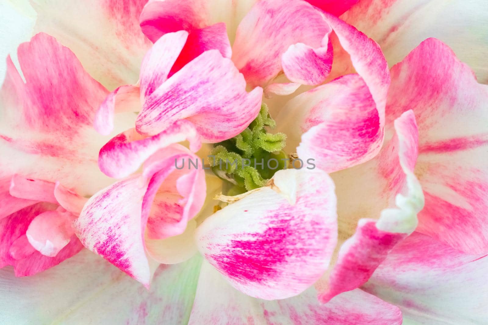 Bud of a Tulip on a beautiful background of macro. High quality photo