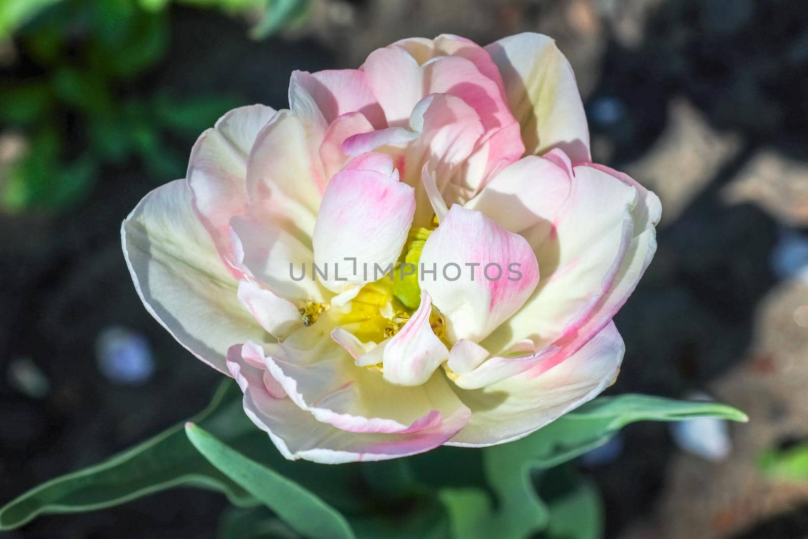 Tulip flower on a beautiful background macro. High quality photo