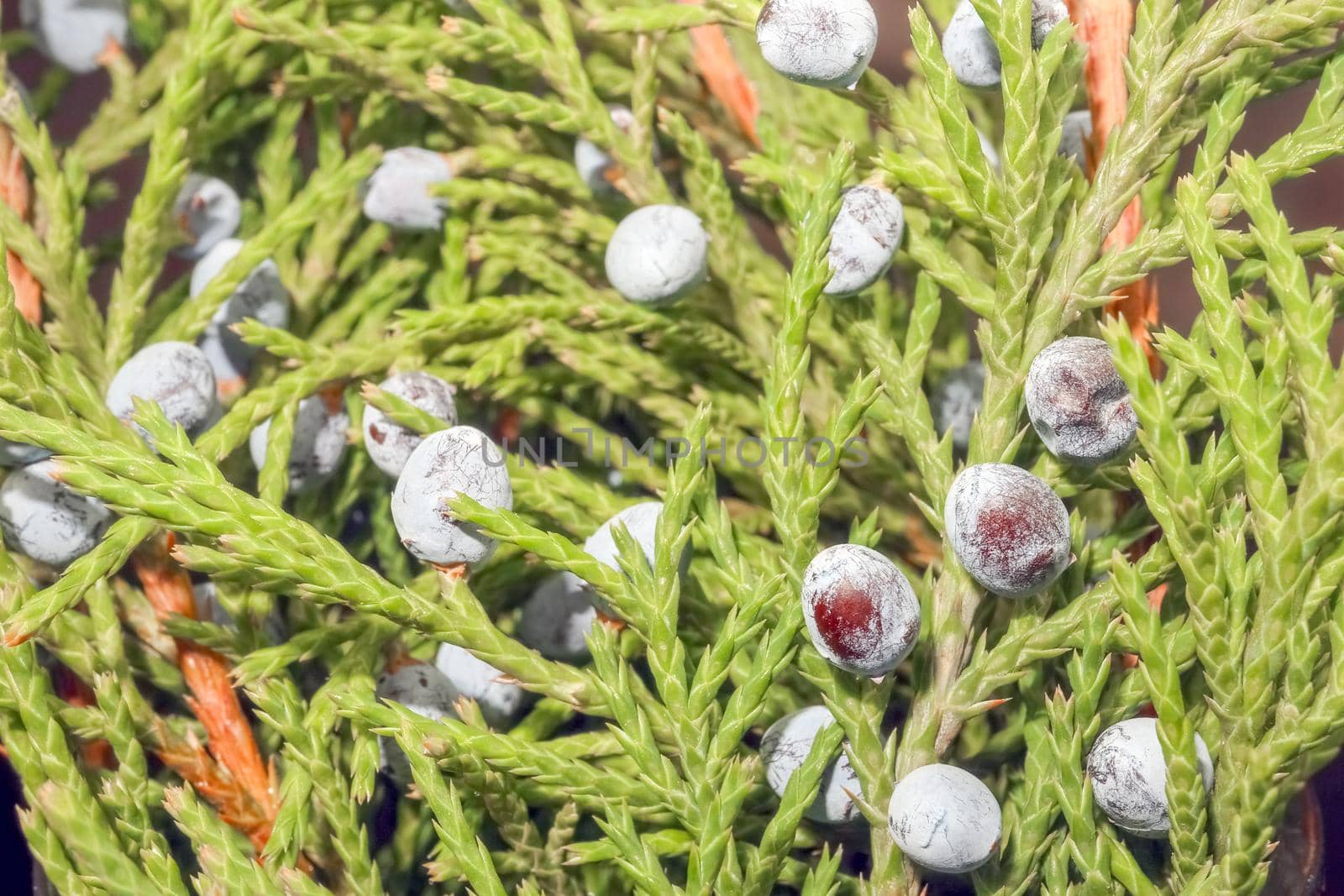 juniper with fruit on a beautiful background close up by roman112007