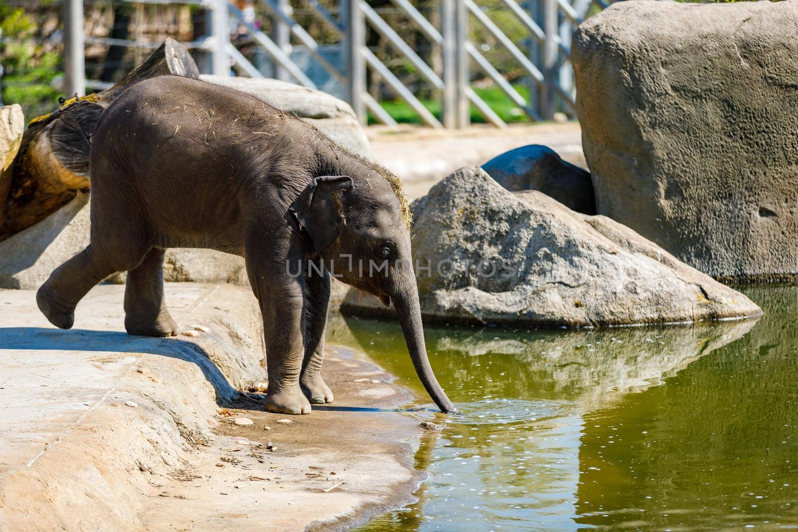 Elephant in the zoo drinking water from the pond. The trunk rummages along the bottom.