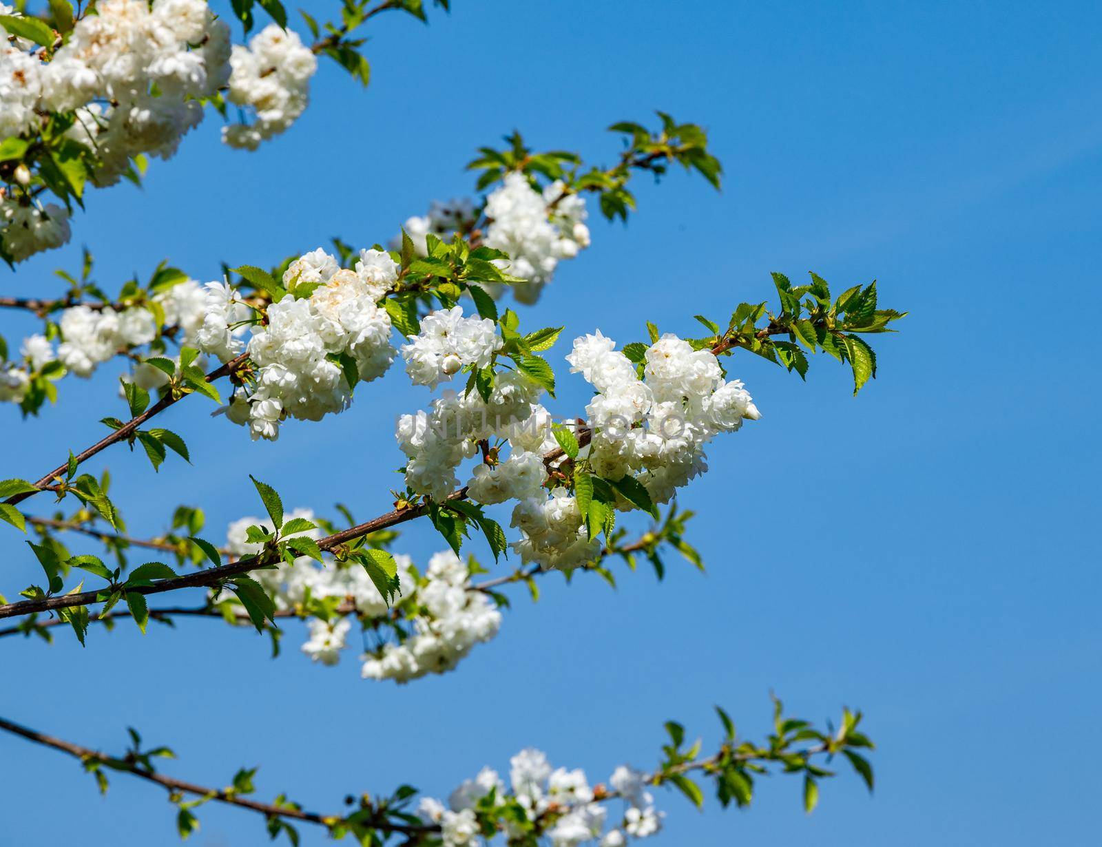 Blooming apple trees with white flowers on a background of blue sky, branches with green petals
