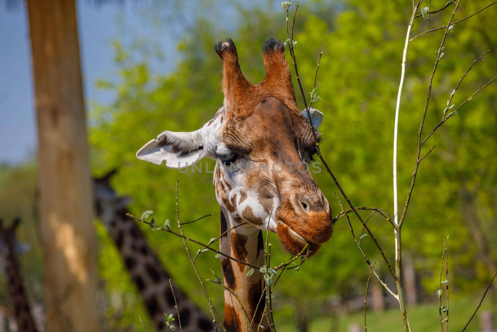 An adult giraffe with small horns gnaws at young tree twigs. Close-up
