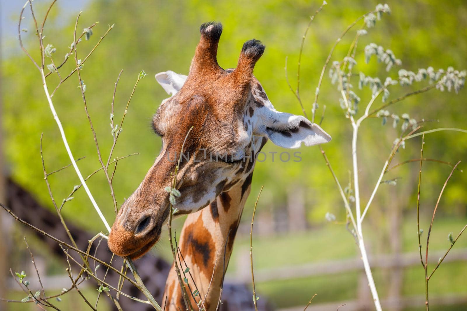 An adult giraffe with small horns gnaws at young tree twigs. Close-up