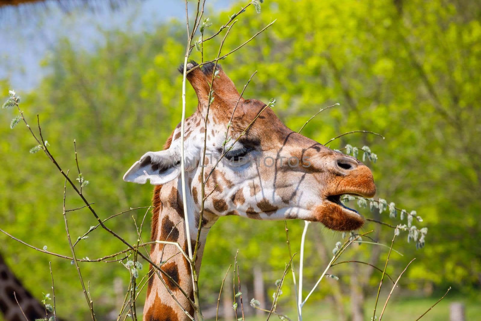 An adult giraffe with small horns gnaws at young tree twigs. Close-up