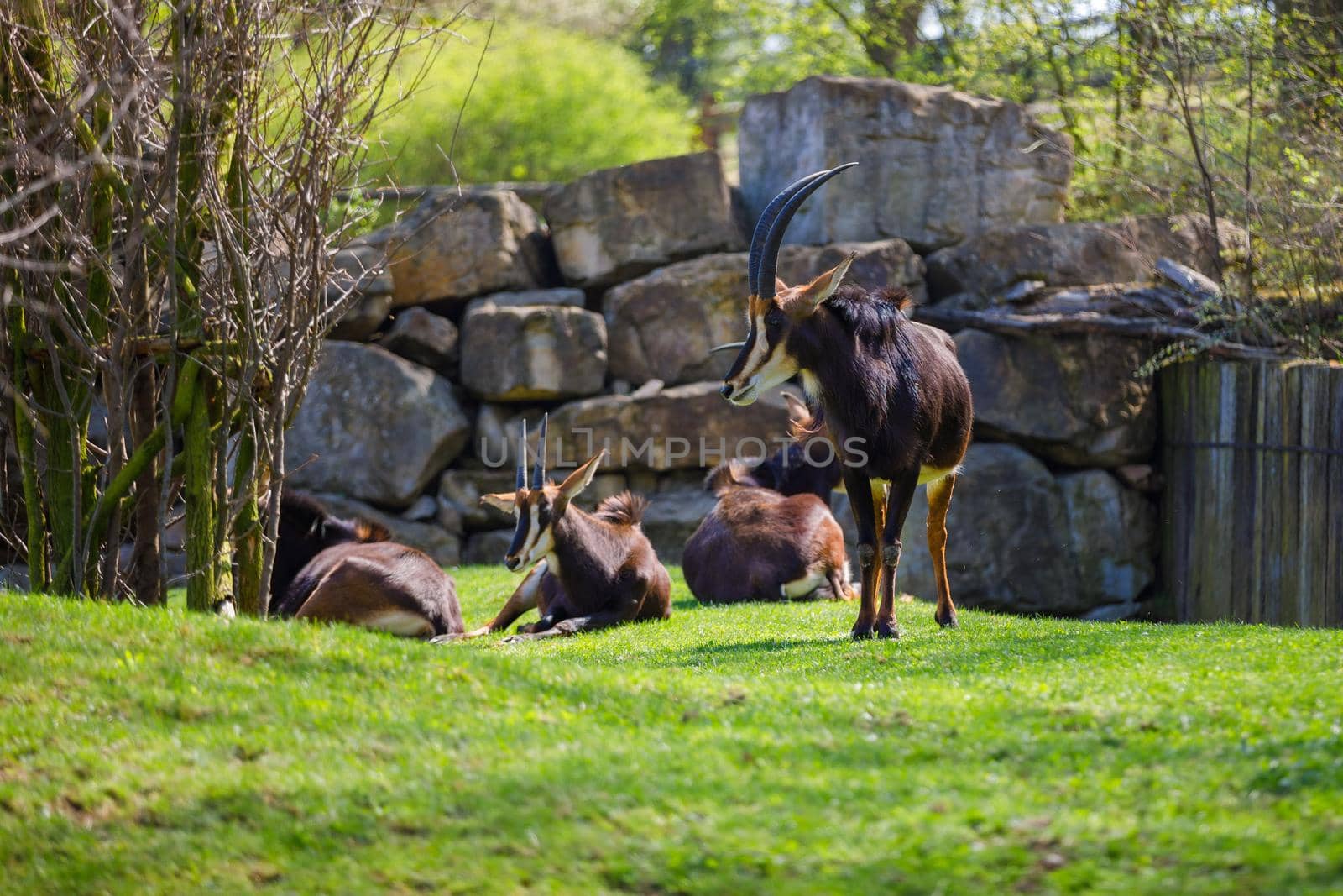 A herd of antelopes with large and sharp horns rests on the green lawn in the zoo, one stands guard.