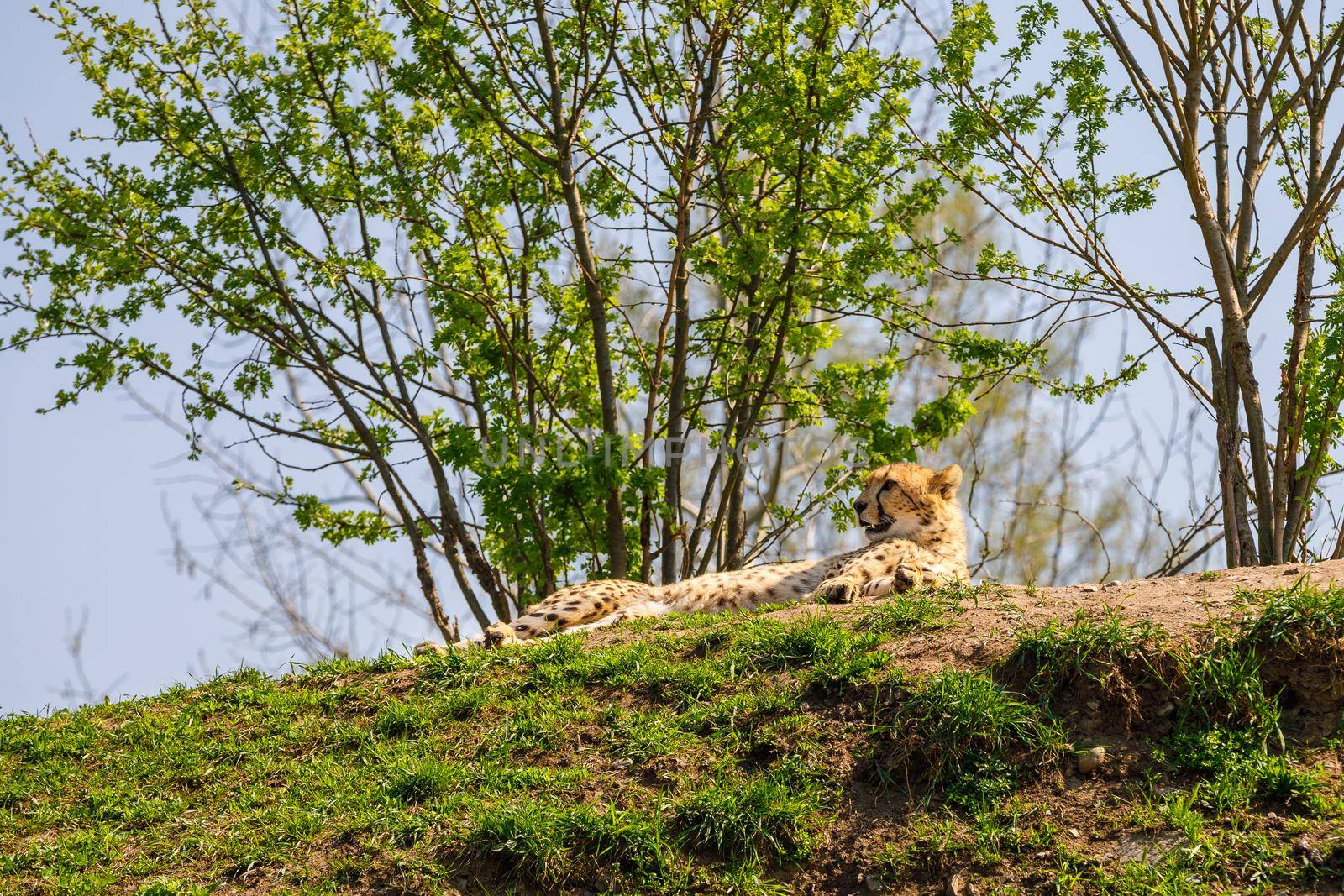 Leopard is resting after jogging on the green lawn. Looks into the distance with an open mouth.