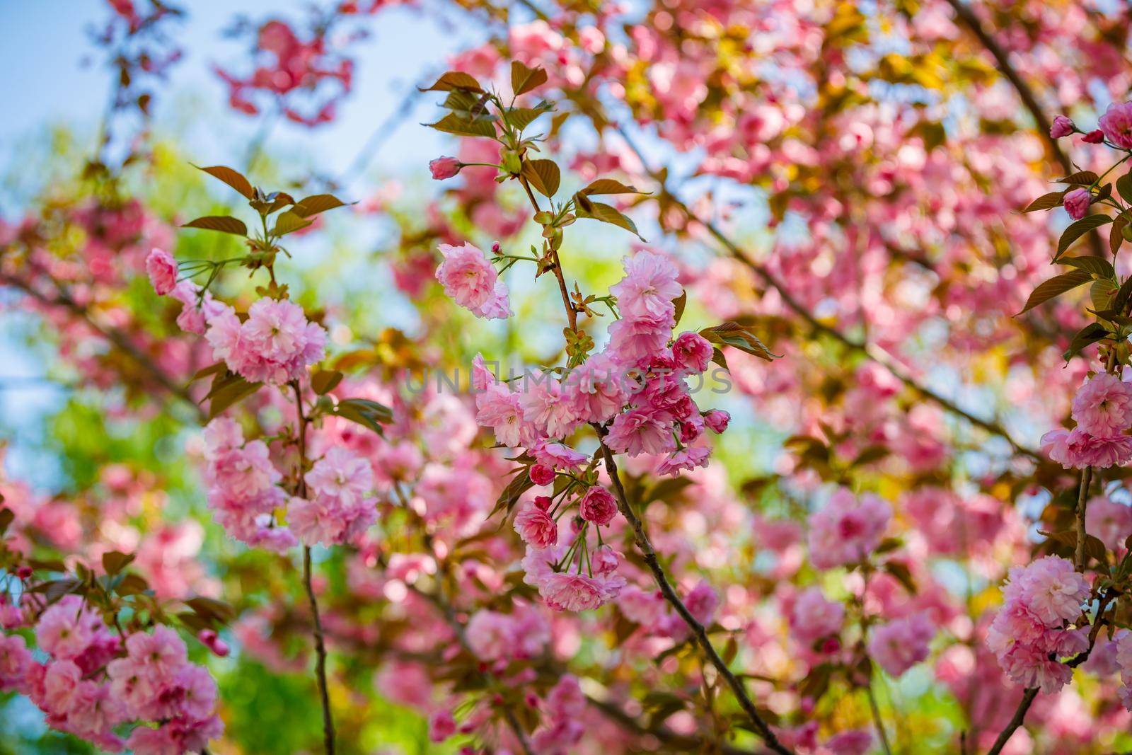 Sakura blooms in spring. Amazing view. Close-up
