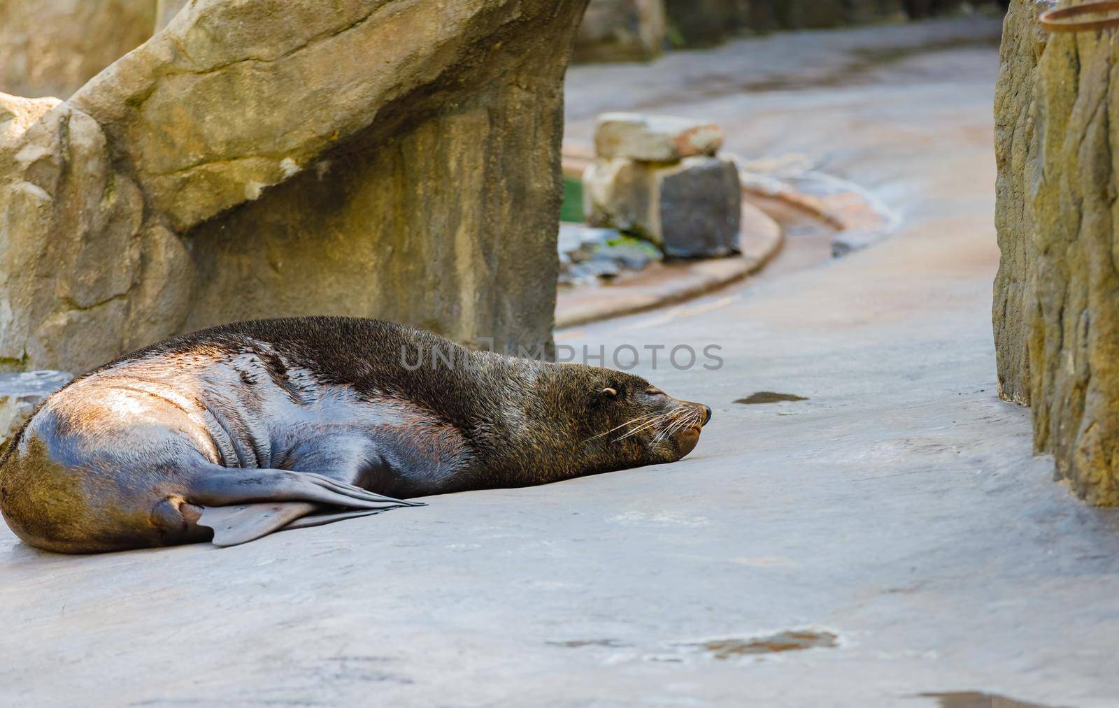 The sea lion is resting on the platform after swimming. He folded his paws and stretched his neck