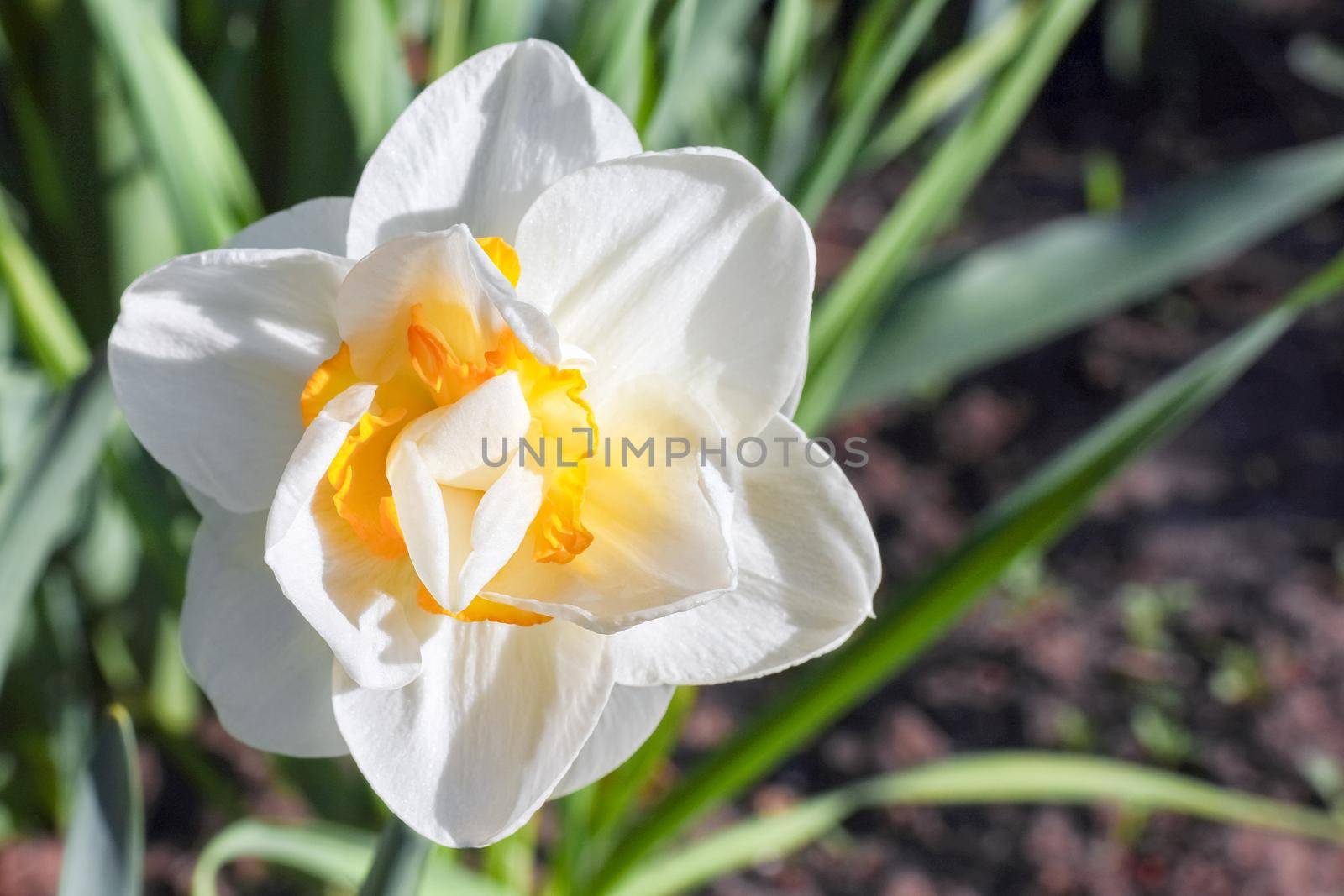 yellow daffodil on a plain background isolate by roman112007