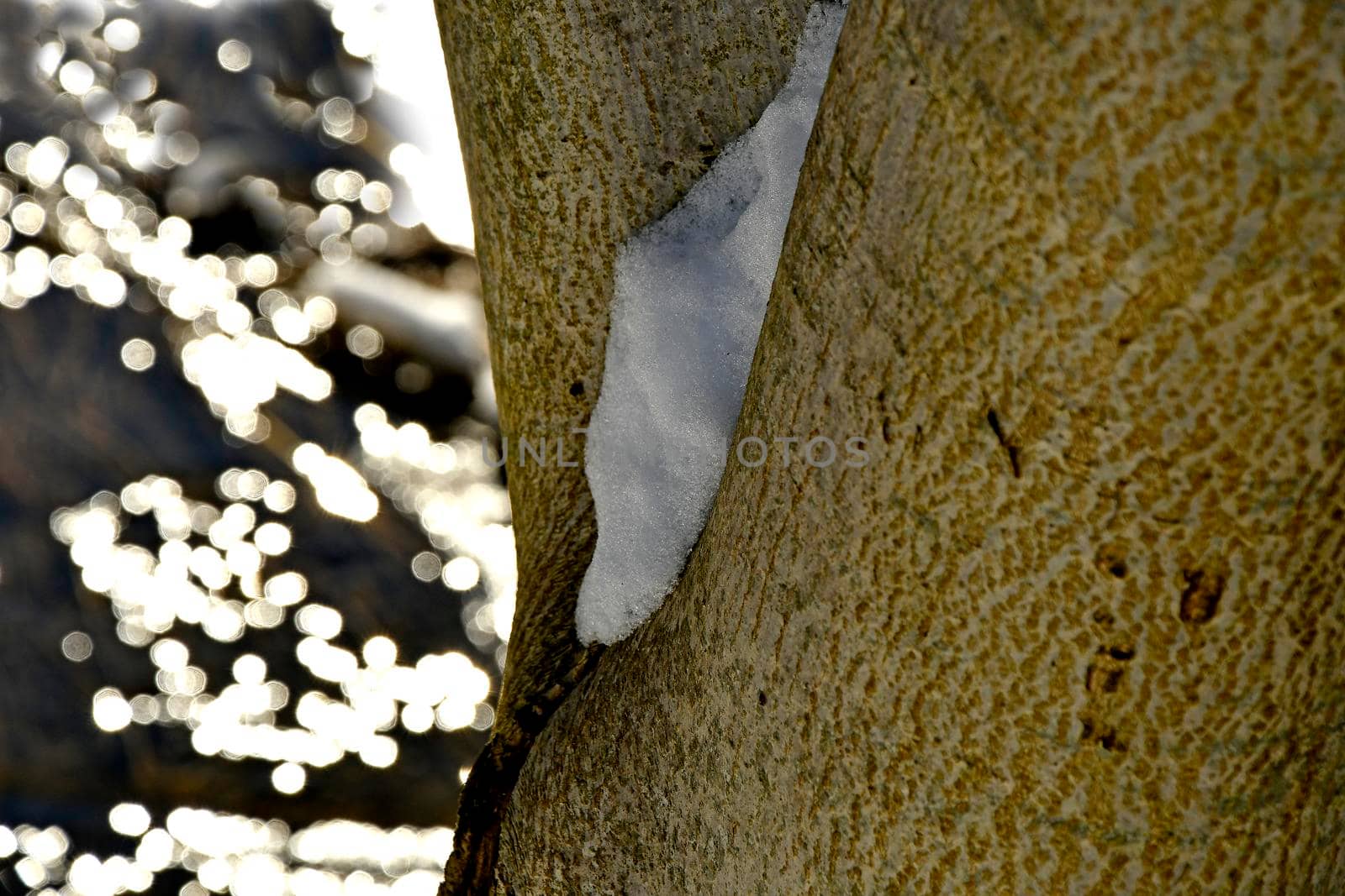 snow in a branch fork with sun reflexions of a creek by Jochen
