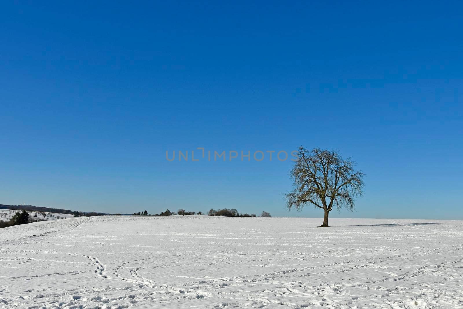 old pear tree on a meadow with snow by Jochen