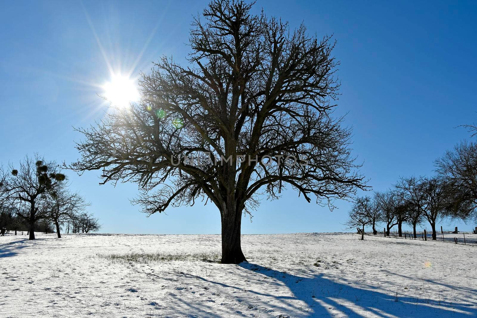 trees with snow in backlit by Jochen