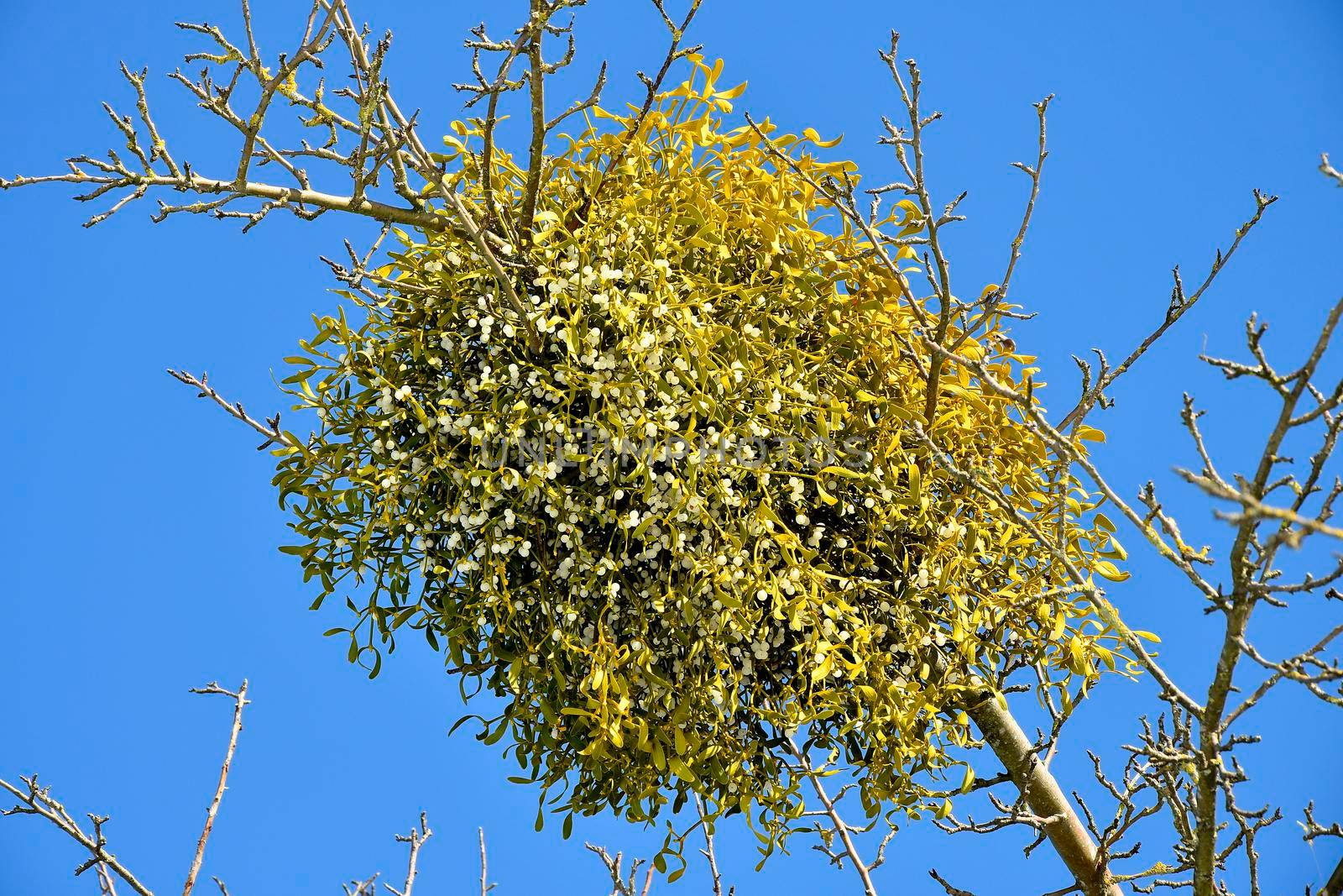 mistletoe with ripe berries in wintertime in Germany