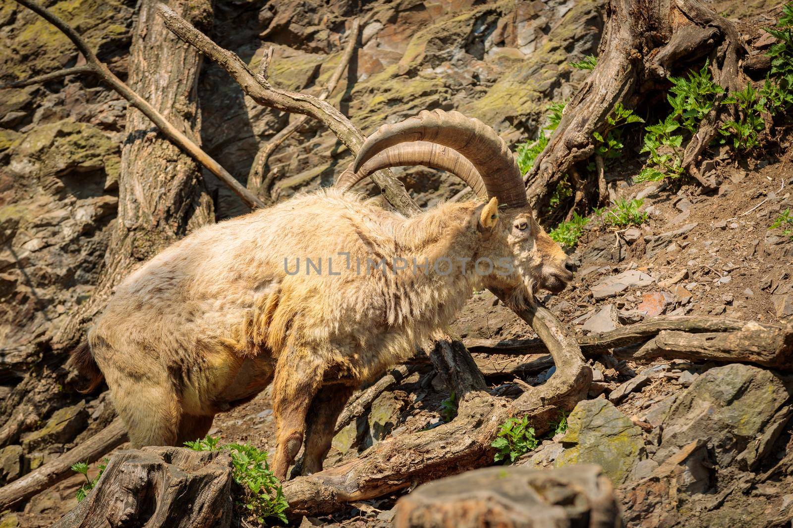 An adult male goat with a beard and huge horns climbs on a rock through thick tree branches
