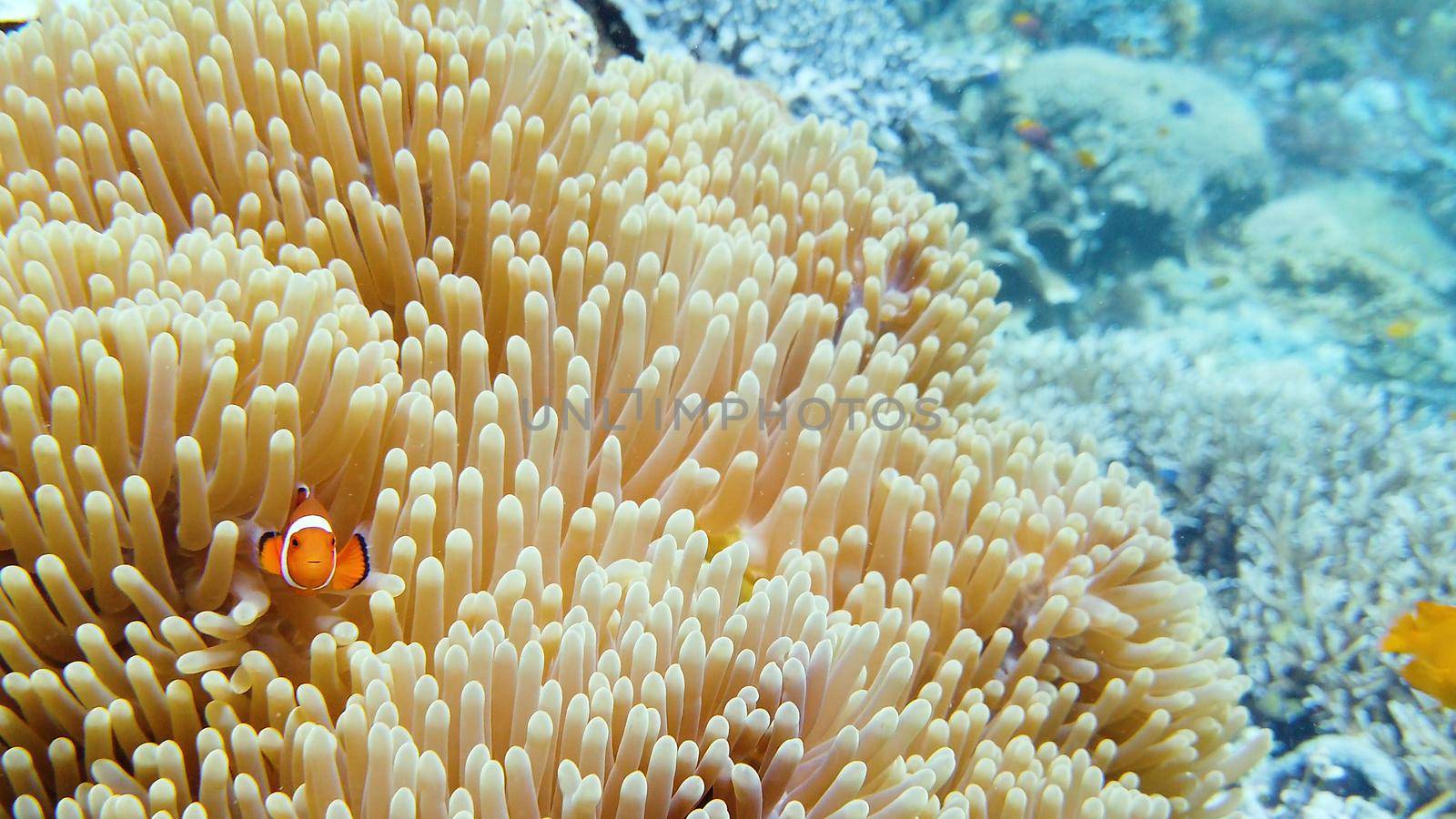 Sea anemone and clown fish on the coral reef, tropical fishes. Underwater world diving and snorkeling on coral reef. Hard and soft corals underwater landscape
