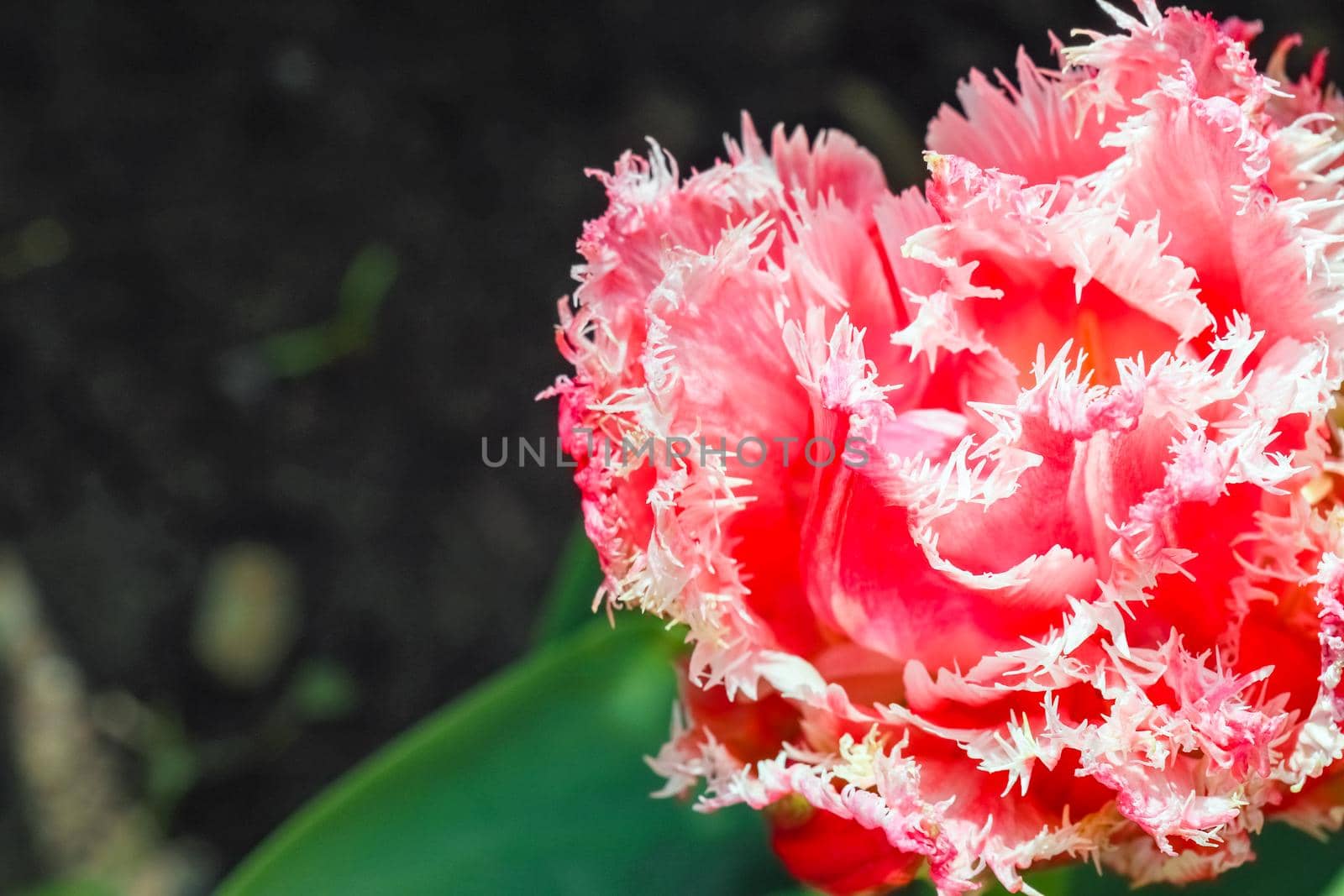 Bud of a Tulip on a beautiful background of macro by roman112007