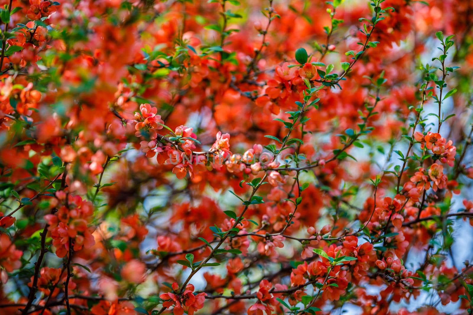 Blooming trees in spring with red flowers. Nice view filling the background.