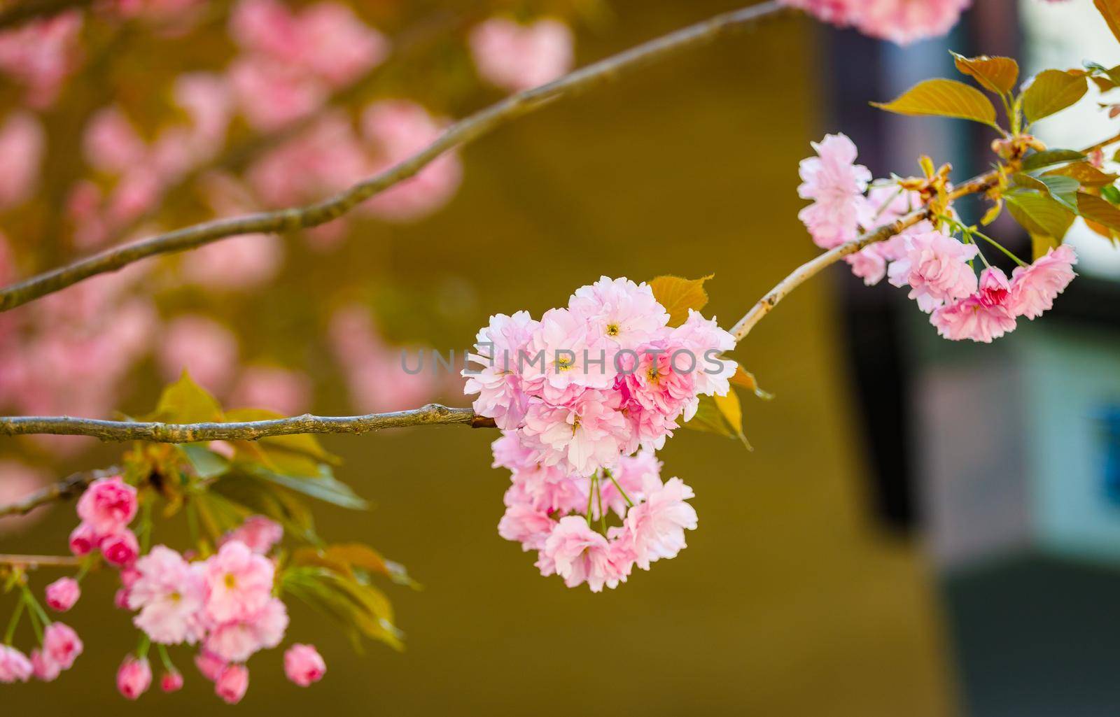 Sakura blooms in spring. Amazing view. Close-up