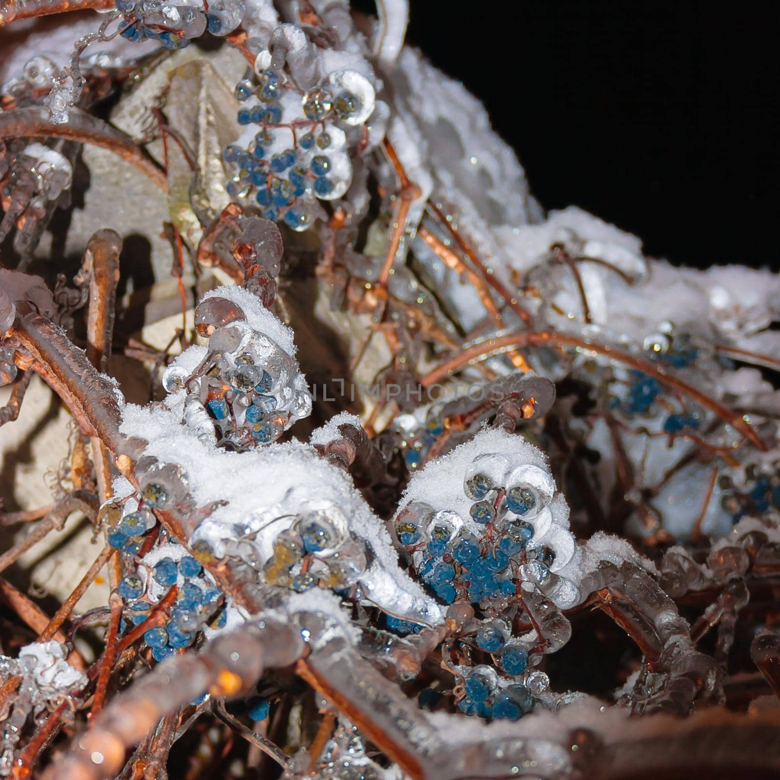 Heavy ice tree branches in winter with blue berries.