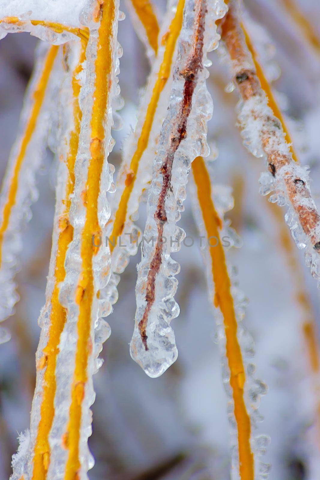 Heavy tree branches in winter are covered with transparent ice. Season of the year, climate change.