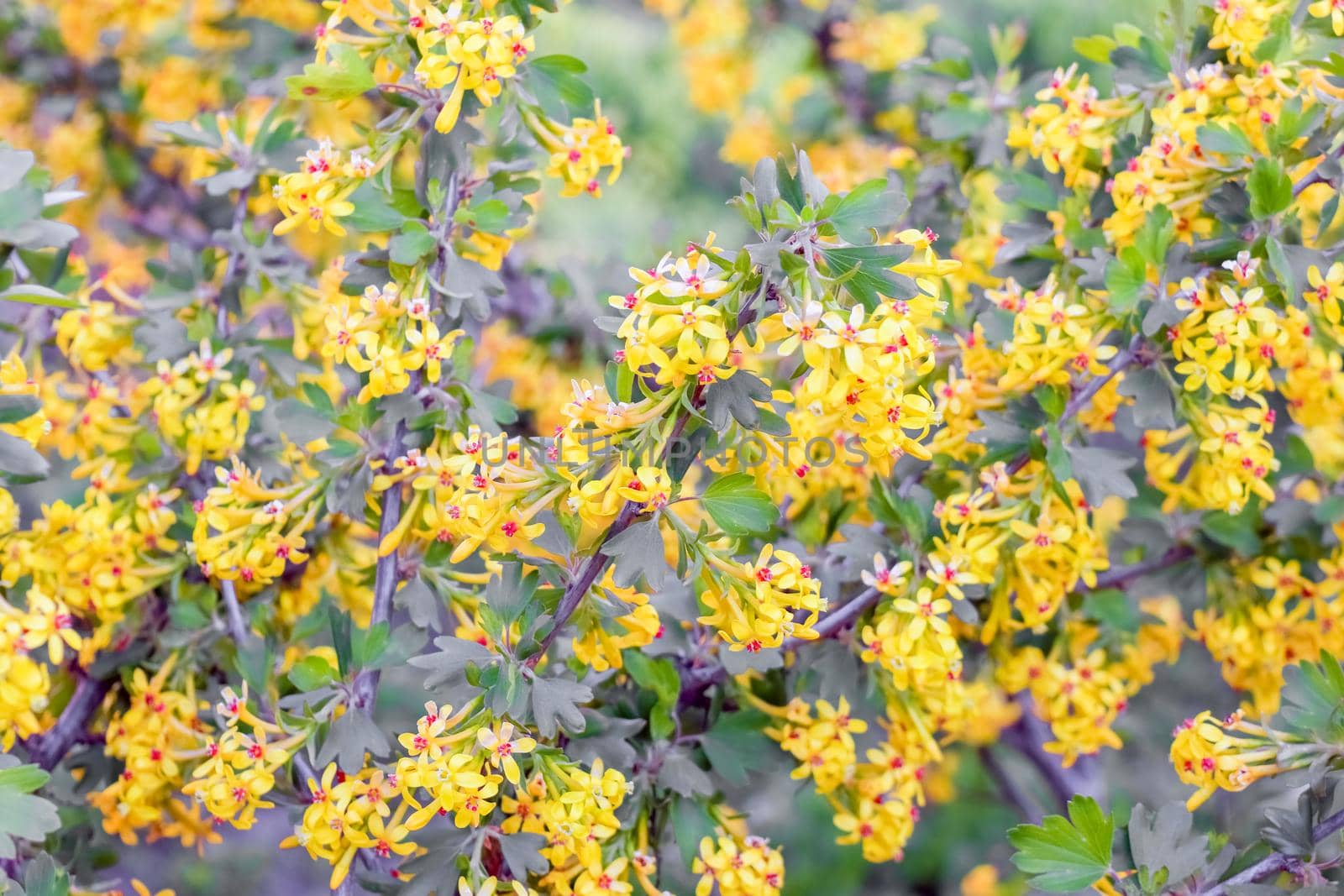 flowering branches of black currant as a background by roman112007