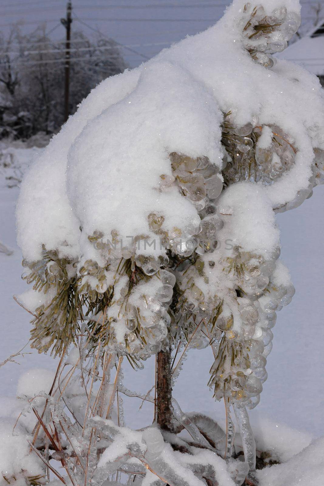 Green spruce branches on a winter day, covered with ice and snow. Transparent ice and needles in the form of huge balls
