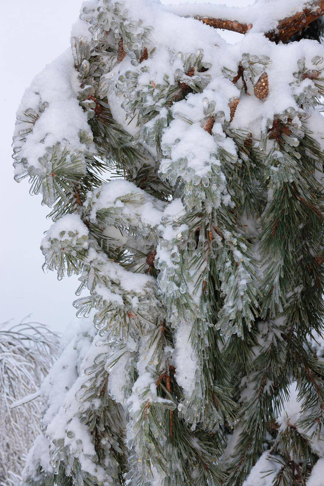 Green spruce branches on a winter day, covered with ice and snow. Transparent ice and needles in the form of huge balls
