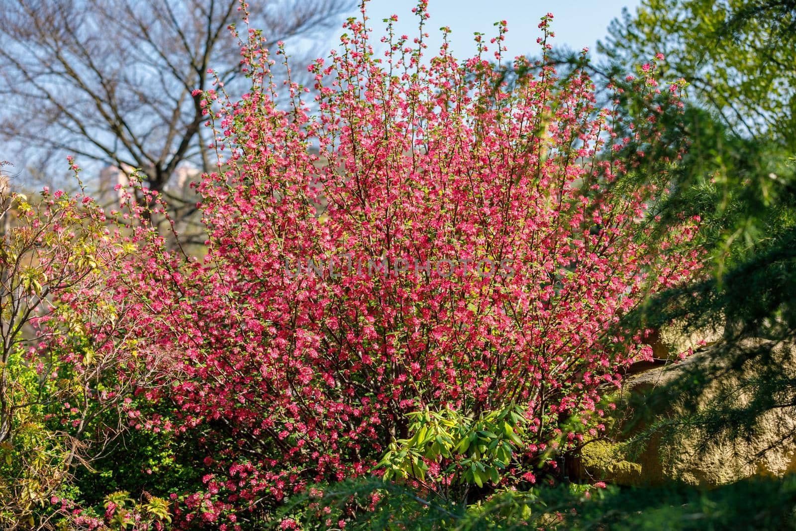 Blooming trees in spring with red flowers. Nice view filling the background.