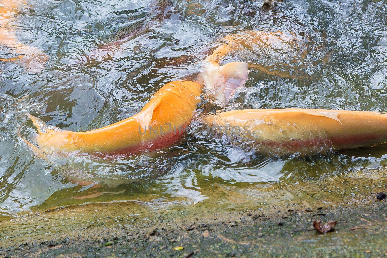 Golden, rainbow trout on a fish farm splashing in the water. Fish are looking for food, jumping out of the water.