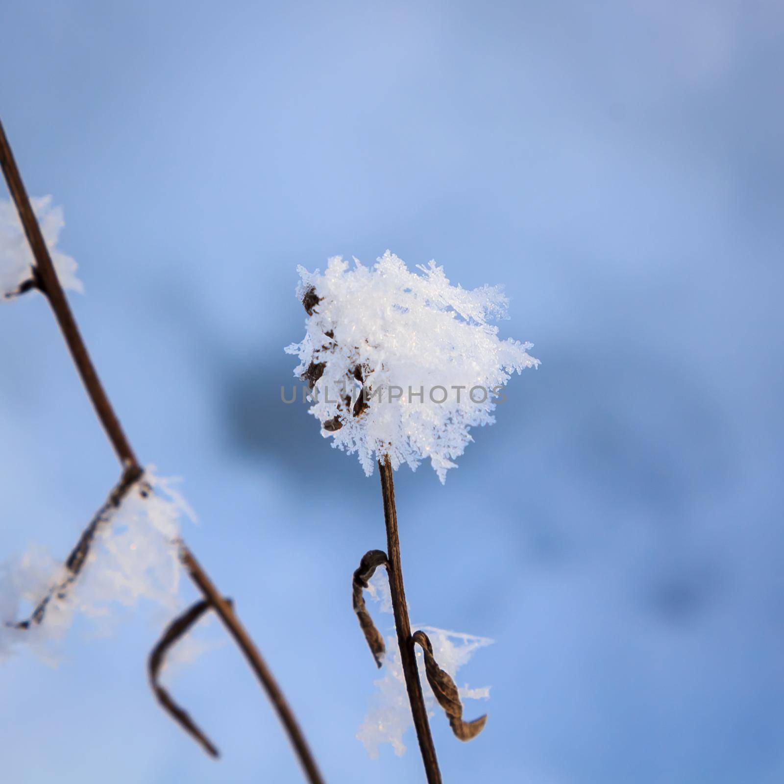 Spikelets and branches covered with frost and fluffy snowflakes in a meadow, on a sunny day at sunset. Close-up. Season of the year, winter time