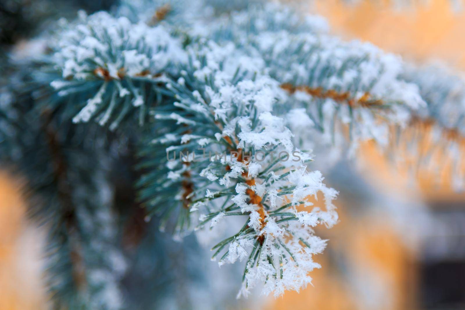 Green spruce branches on a sunny winter day, covered with snow and snowflakes.