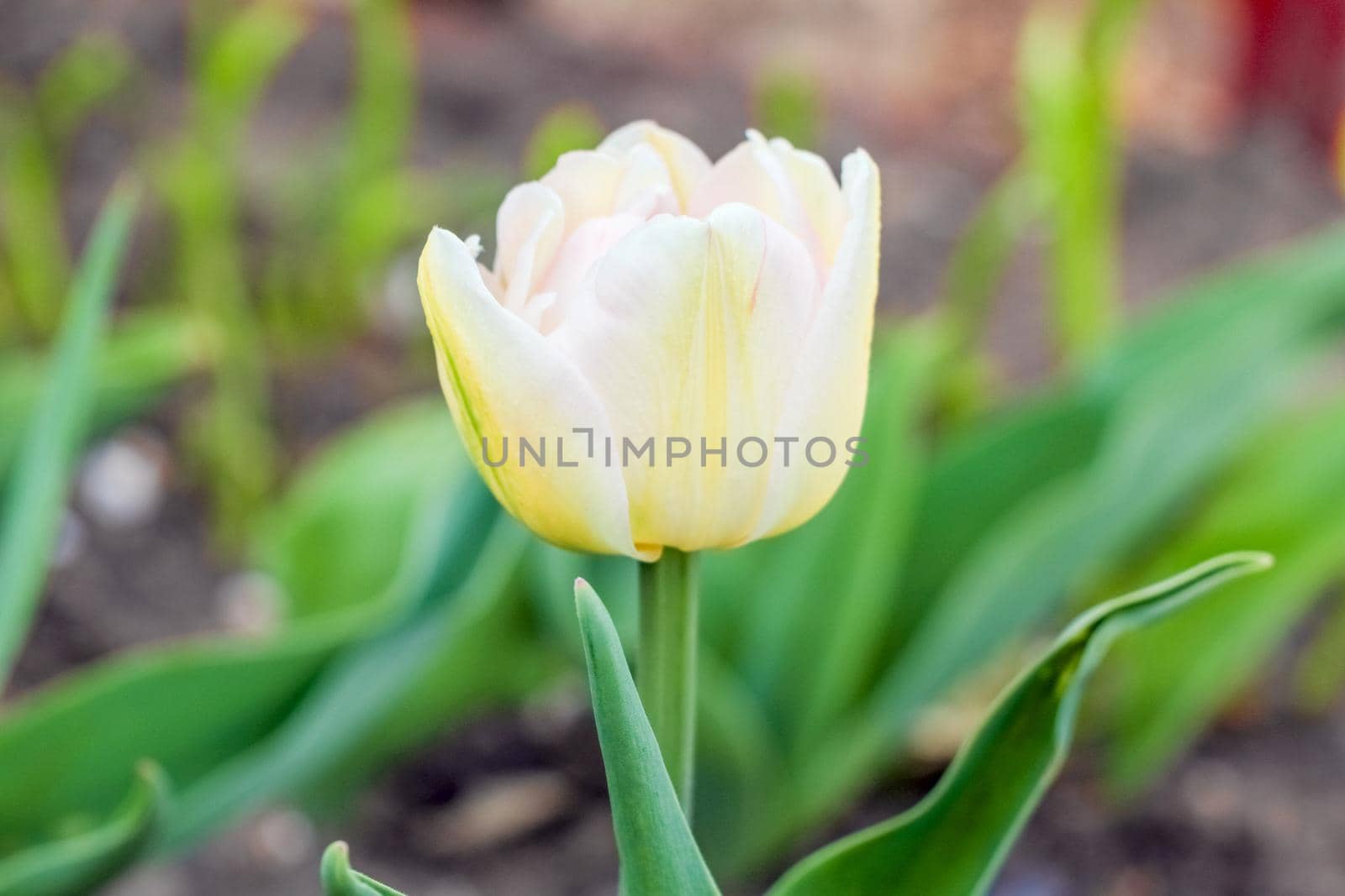 Bud of a Tulip on a beautiful background of macro by roman112007